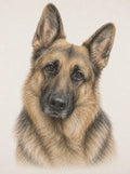 German Shepherd Greeting Card - Alsatian Dog Card - German Shepherd Portrait - Dog Lover Gift - Single Card or Pack of 5