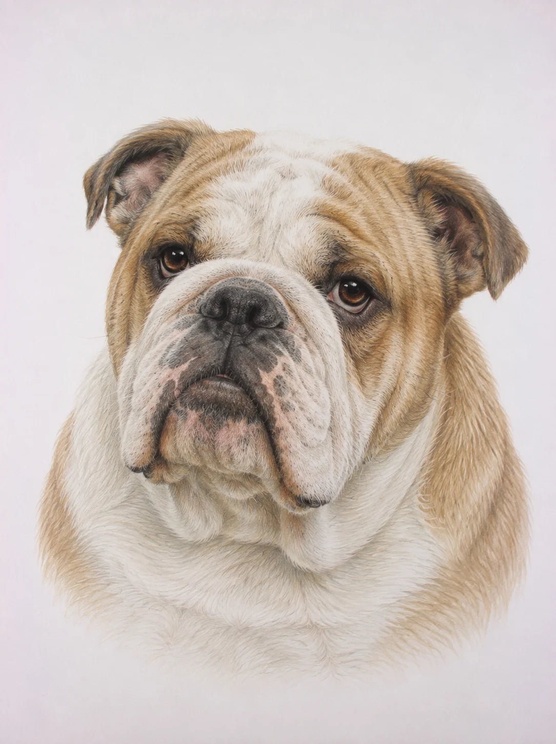 British Bulldog Greeting Card - Heritage Pet Portrait Collection