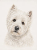 West Highland Terrier Greeting Card - Westie Dog Card - West Highland White Terrier - Dog Lover Card - Single Card or Pack of 5